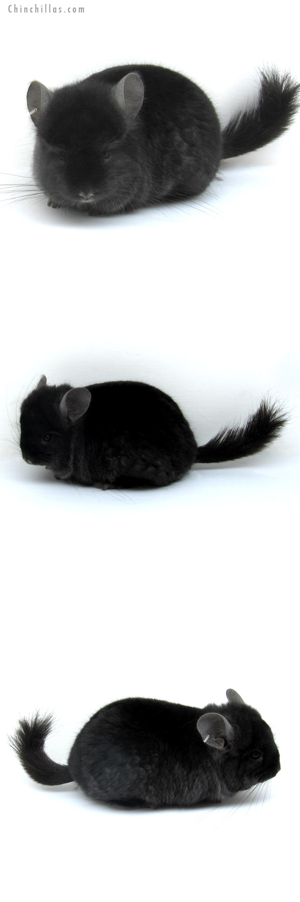 Chinchilla or related item offered for sale or export on Chinchillas.com - 12285 Exceedingly Rare Ebony Royal Persian Angora Male Chinchilla