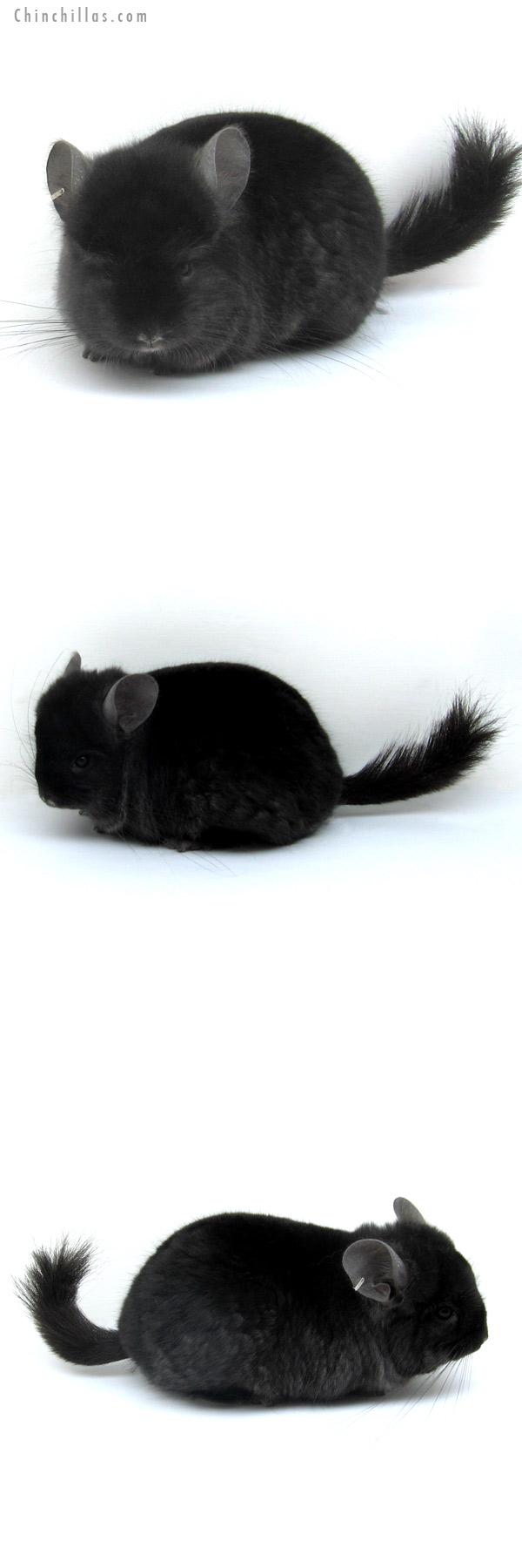 12285 Exceedingly Rare Ebony Royal Persian Angora Male Chinchilla