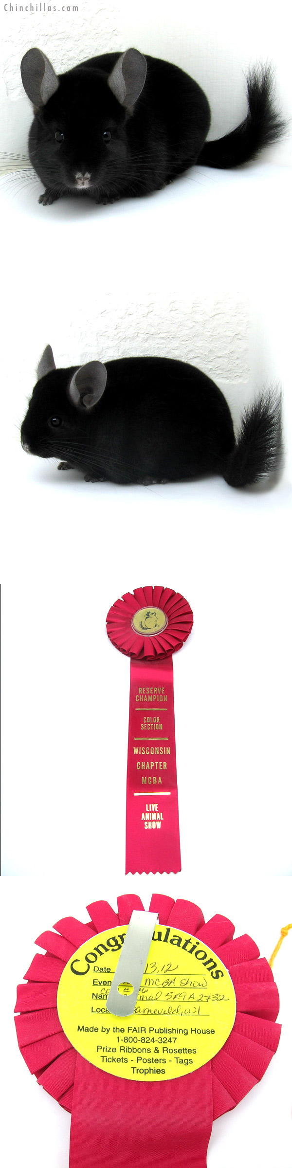 12289 Reserve Section Champion Ebony Male Chinchilla