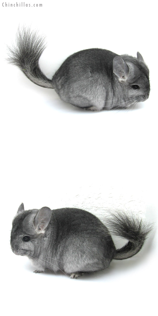 12286 Standard Royal Persian Angora Female Chinchilla