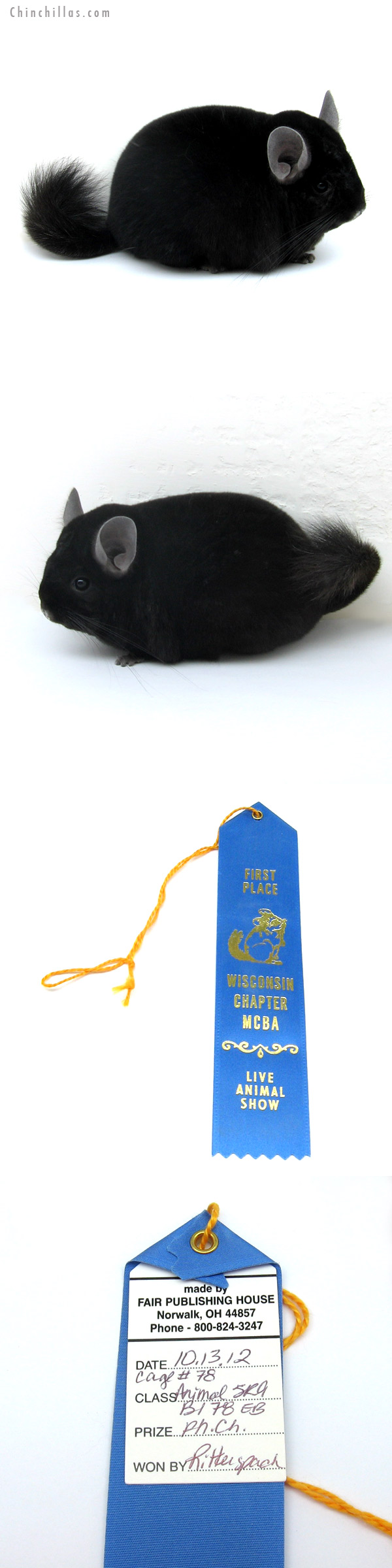 12287 Color Phase Champion Ebony Female Chinchilla