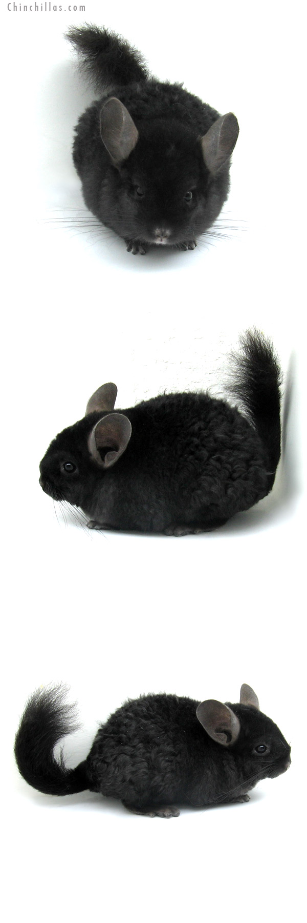 13006 Exceptionally Rare Ebony Locken Female Chinchilla