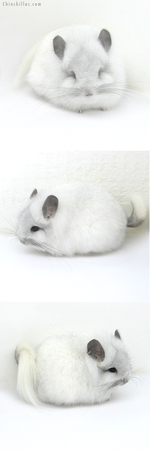 Chinchilla or related item offered for sale or export on Chinchillas.com - 13012 Exceptional White Mosaic Royal Persian Angora Female Chinchilla