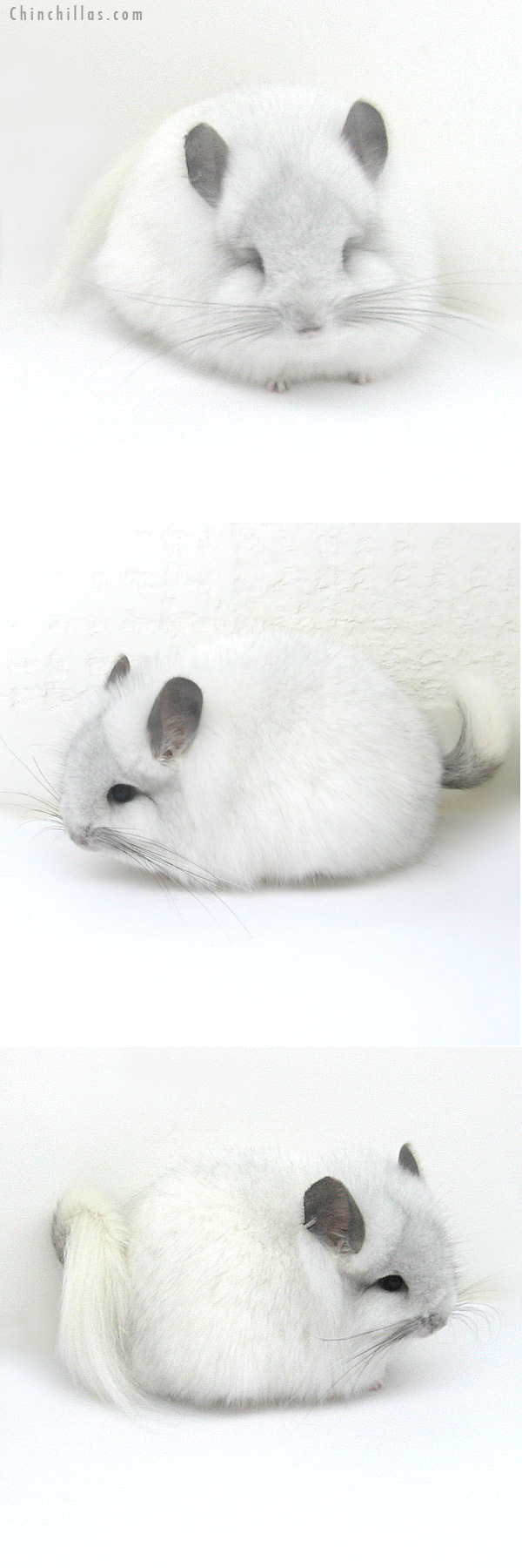 13012 Exceptional White Mosaic Royal Persian Angora Female Chinchilla