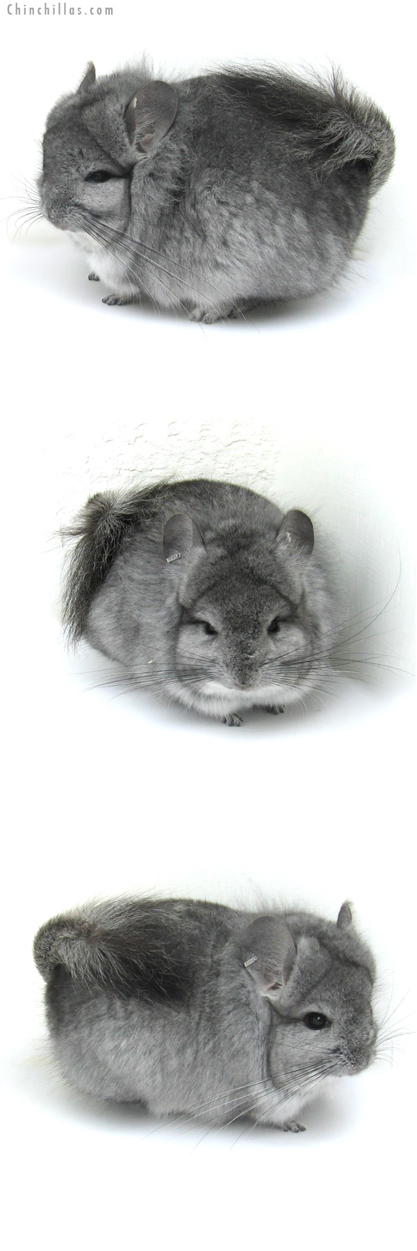 13010 Exceptional Standard Royal Persian Angora Male Chinchilla