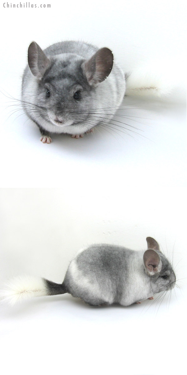 13001 Show Quality Ebony & White Mosaic Male Chinchilla