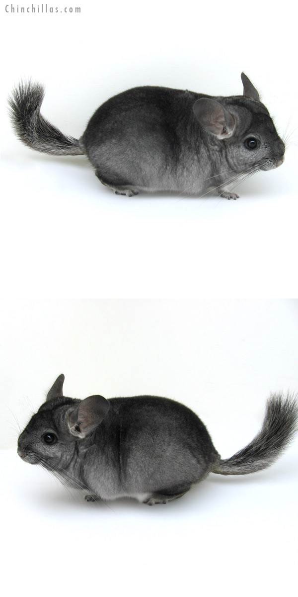 13007 Standard ( Goldbar Carrier ) Female Chinchilla