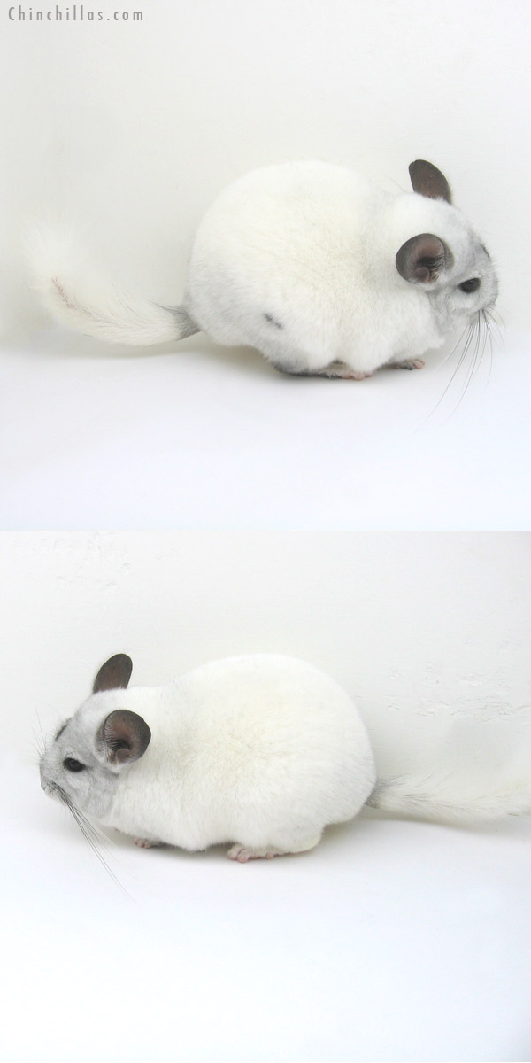 13002 Show Quality White Mosaic ( Violet Carrier ) Female Chinchilla