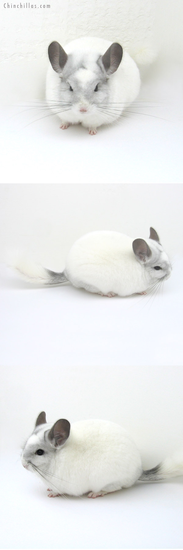 13008 Premium Production Quality White Mosaic Female Chinchilla