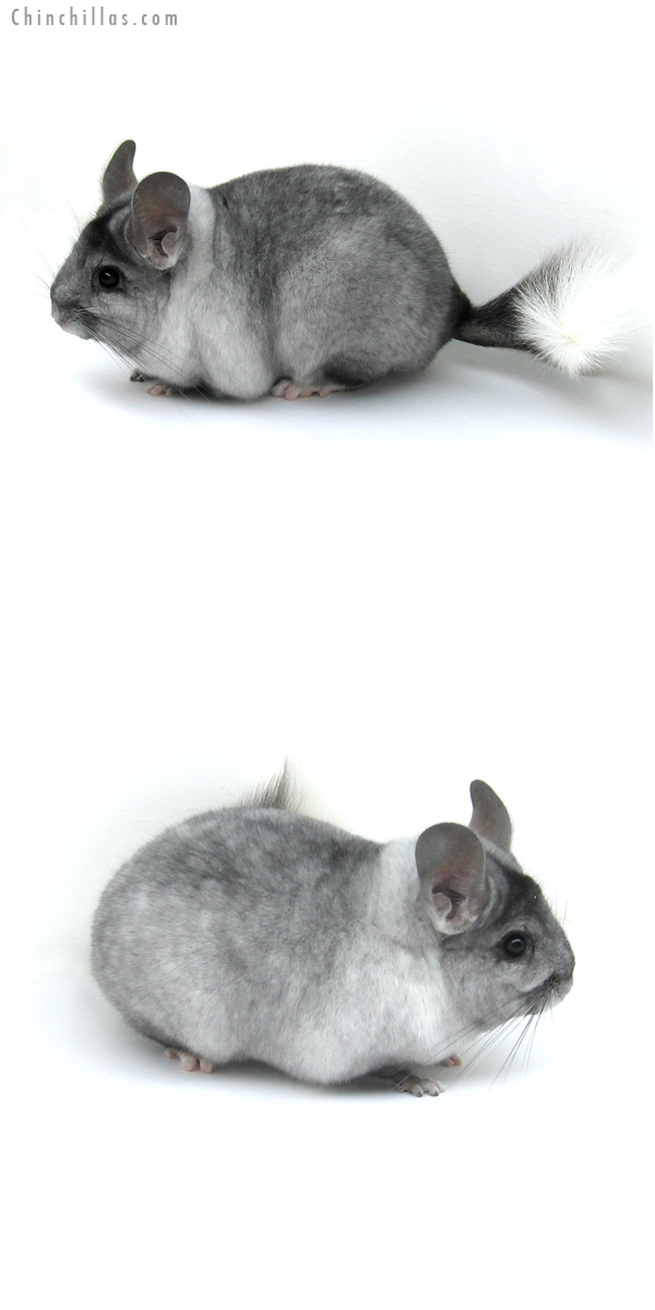 13009 Ebony & White Mosaic ( Locken Carrier ) Female Chinchilla