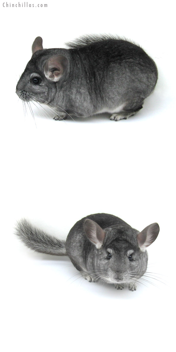 13004 Standard ( Sapphire Carrier ) Male Chinchilla