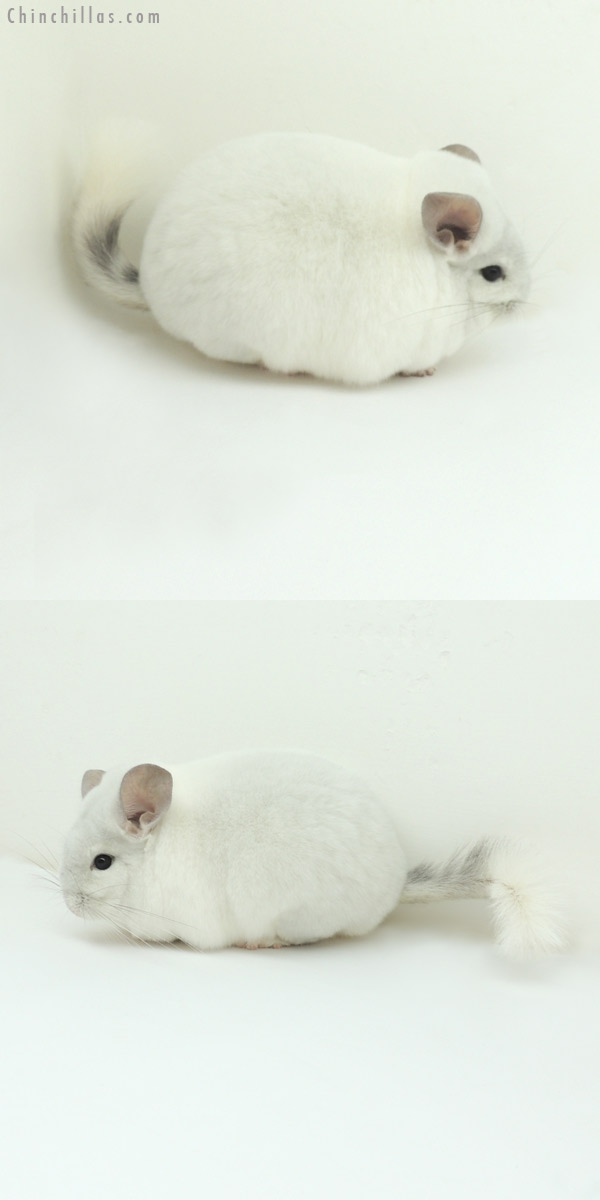 13019 2013 MCBA Michigan Show Color Phase Champion Violet & White Mosaic Female Chinchilla