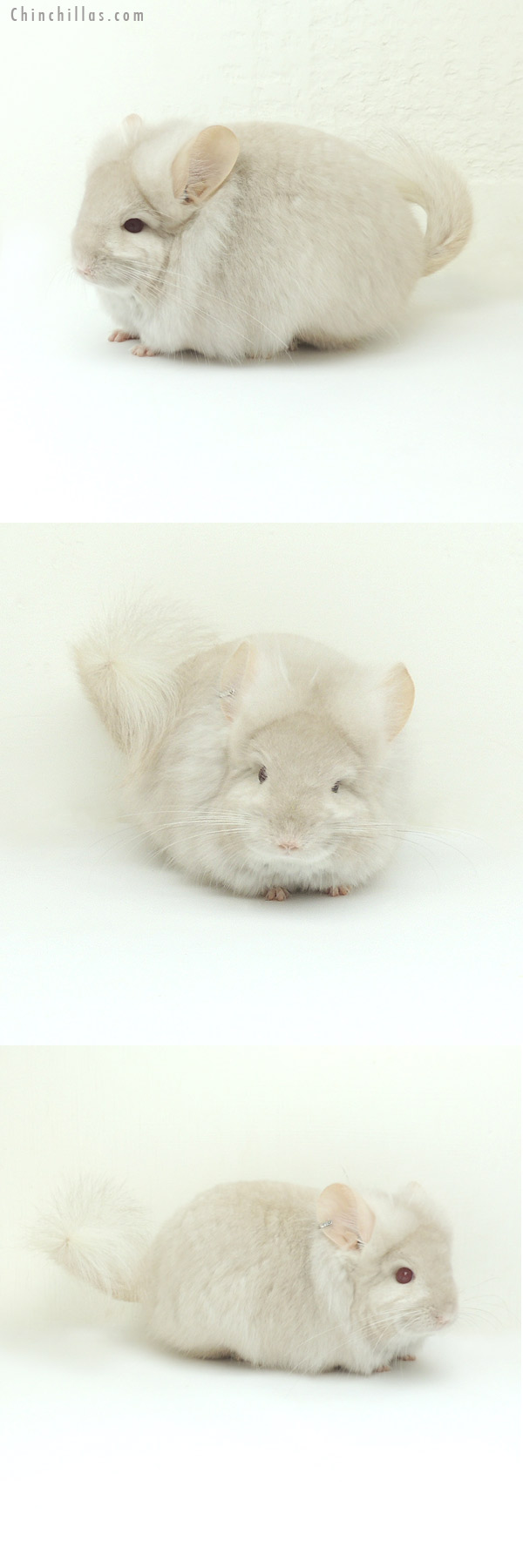 13018 Homo Beige Royal Persian Angora Male Chinchilla