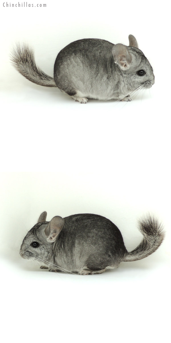 13016 Standard ( Royal Persian Angora Carrier ) Male Chinchilla