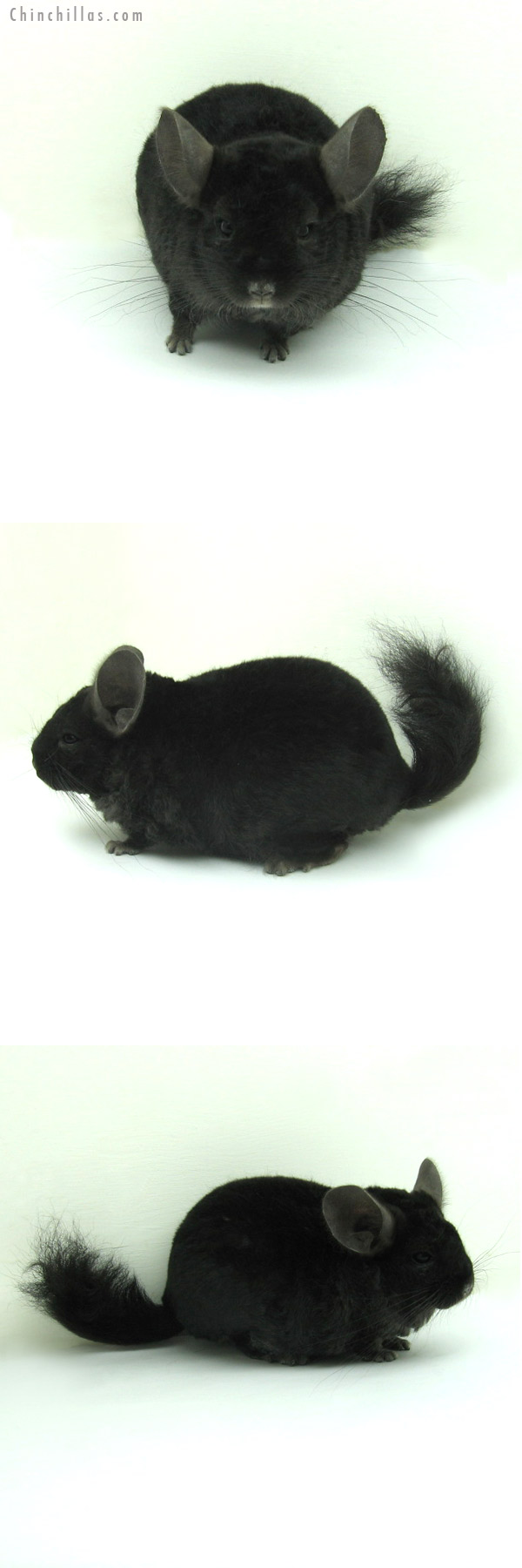 13014 Ebony Locken Male Chinchilla