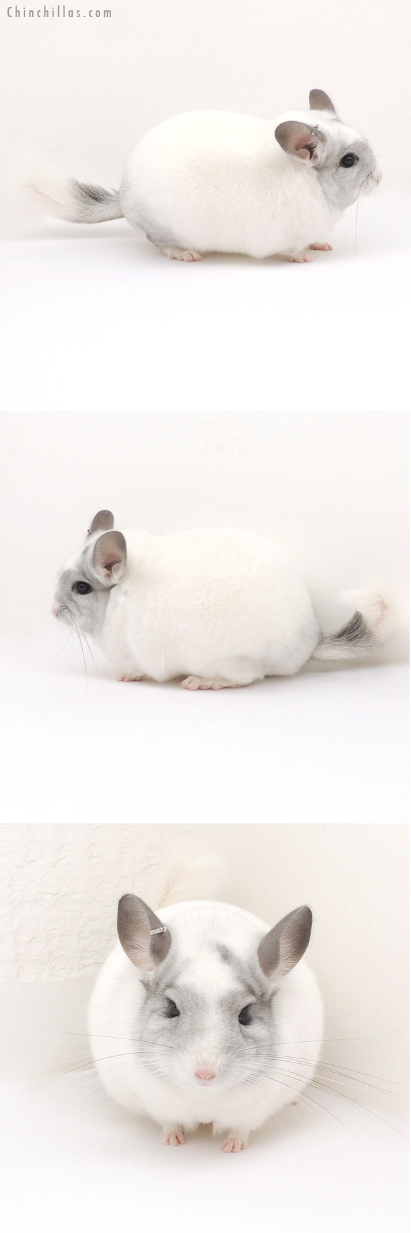 13026 1st Place White Mosaic Male Chinchilla