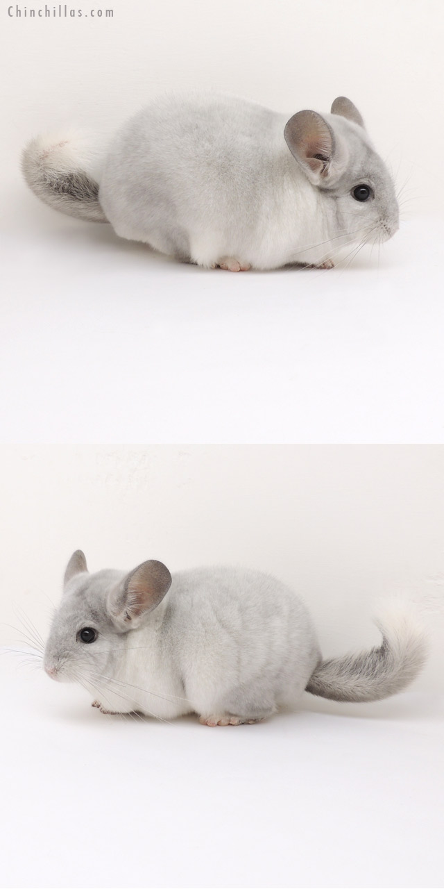 13030 Reserve Color Phase Champion Violet & White Mosaic Male Chinchilla