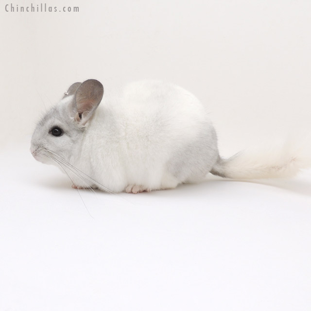 13032 Color Phase Champion & 1st Place White Mosaic ( Violet Carrier ) Male Chinchilla