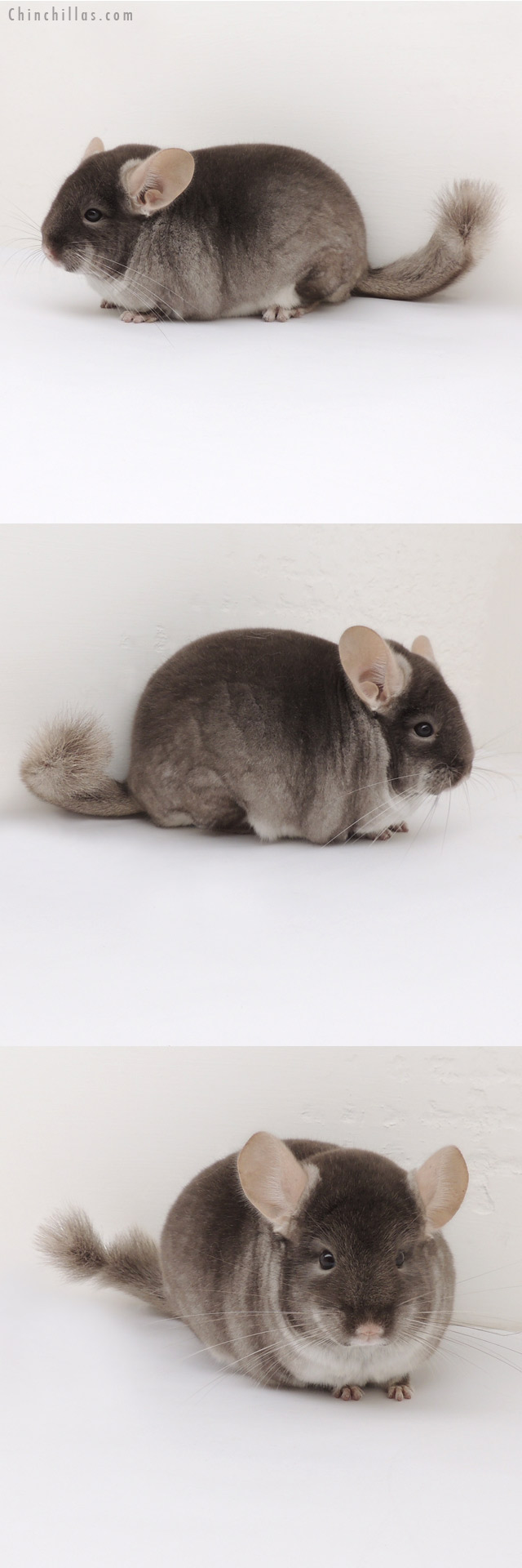 13035 Color Phase Champion TOV Beige / Brown Velvet Male Chinchilla