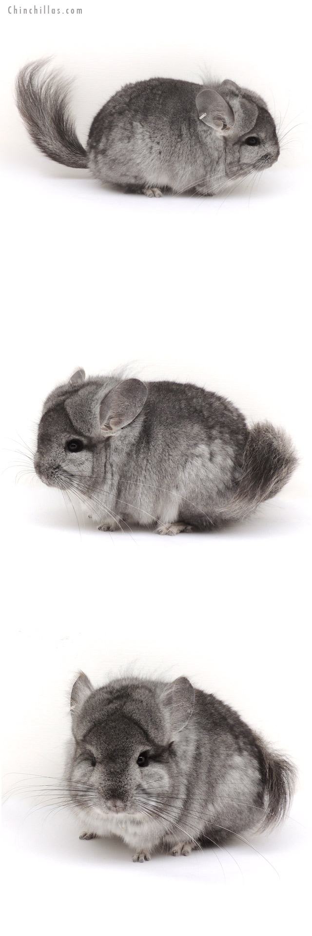 13036 Standard Royal Persian Angora Male Chinchilla