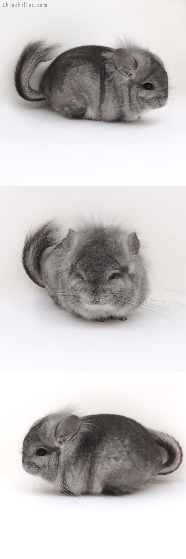 13038 Exceptional Standard Royal Persian Angora Male Chinchilla