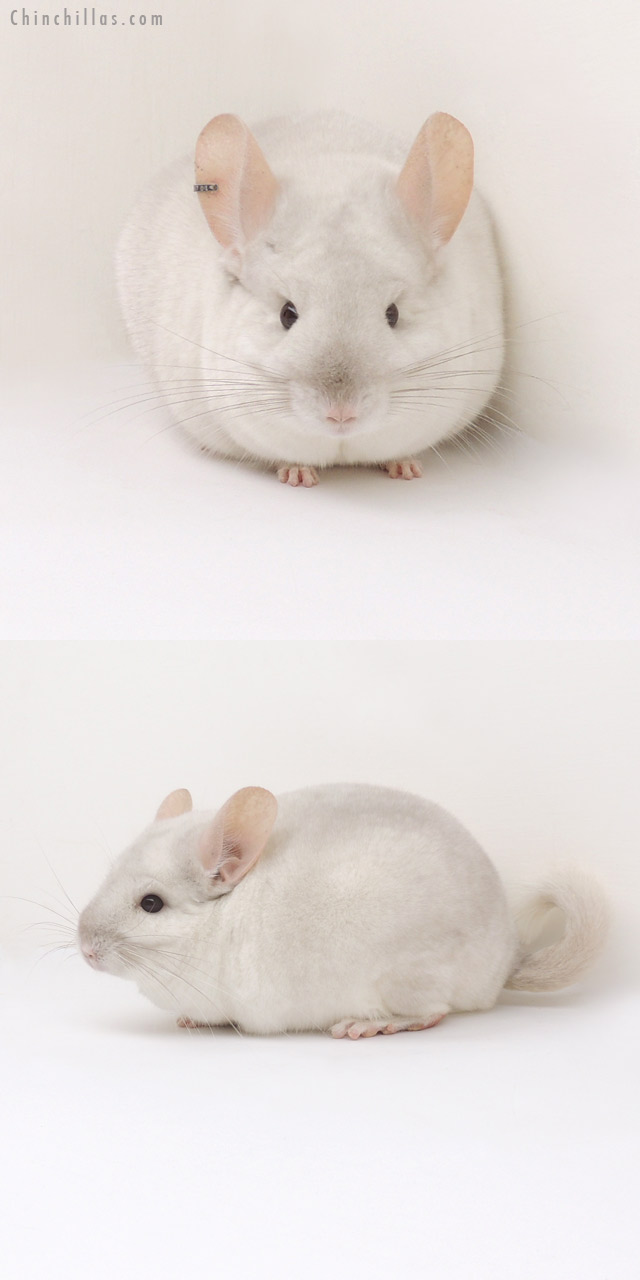 13039 1st Place Pink White Male Chinchilla