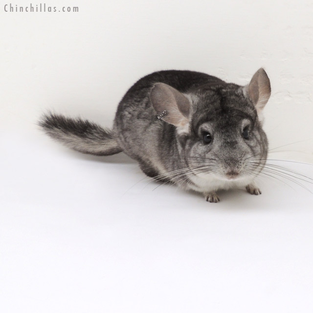 13042 Standard ( Violet & Royal Persian Angora Carrier ) Male Chinchilla