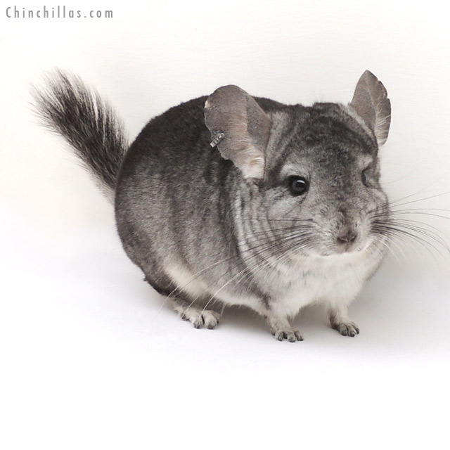 13043 Standard ( Sapphire & Royal Persian Angora Carrier ) Male Chinchilla