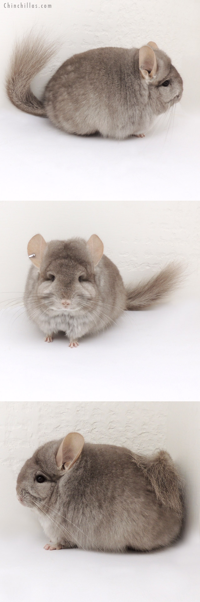 13044 Beige Royal Persian Angora Female Chinchilla