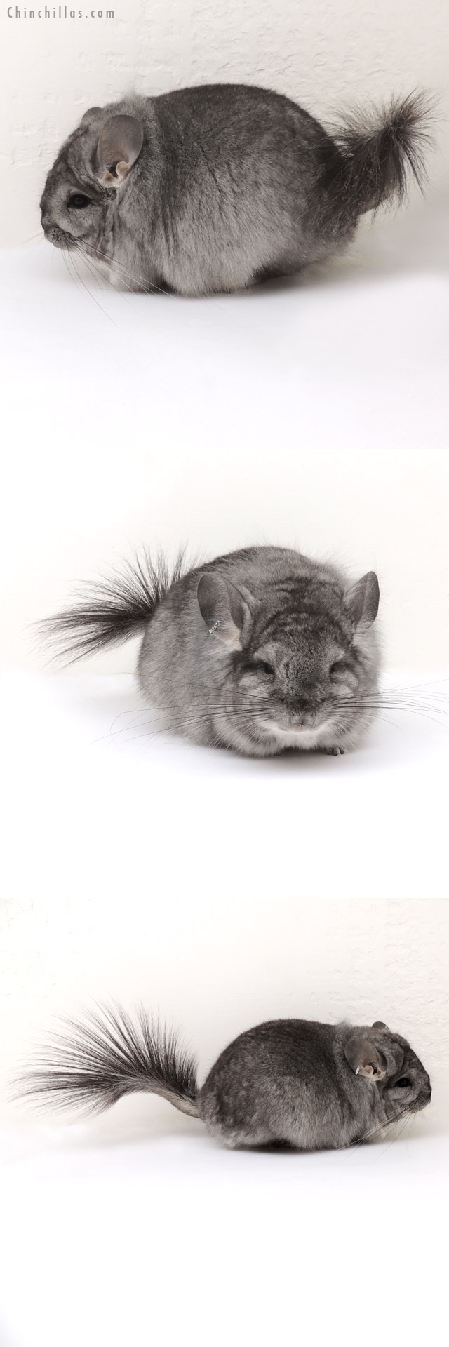 13045 Standard Royal Persian Angora Female Chinchilla