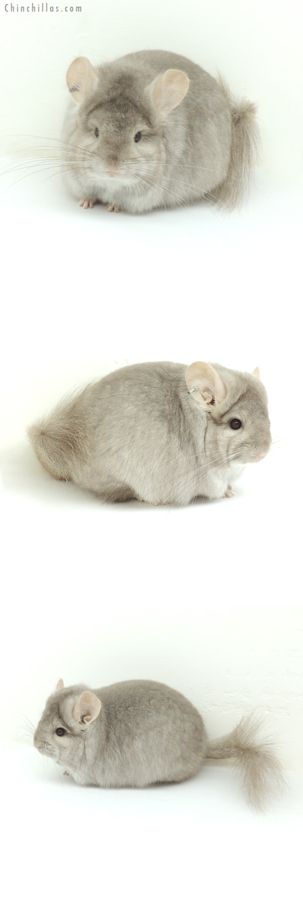 13017 Beige Royal Persian Angora Female Chinchilla