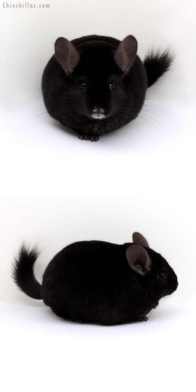 13054 Blocky, Top Show Quality Ebony Male Chinchilla