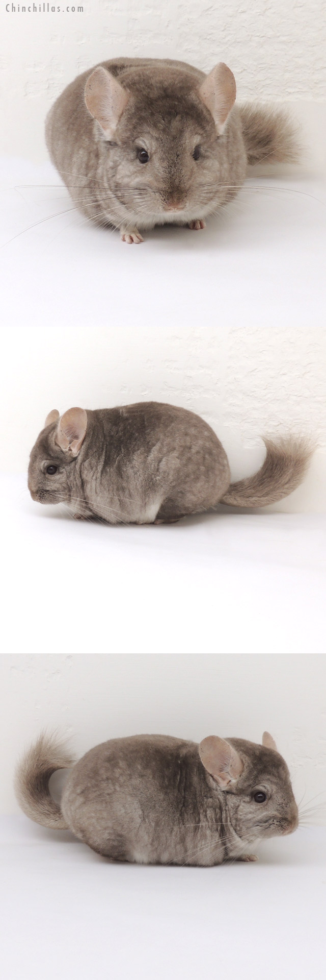 13048 Blocky, Show Quality Beige Female Chinchilla