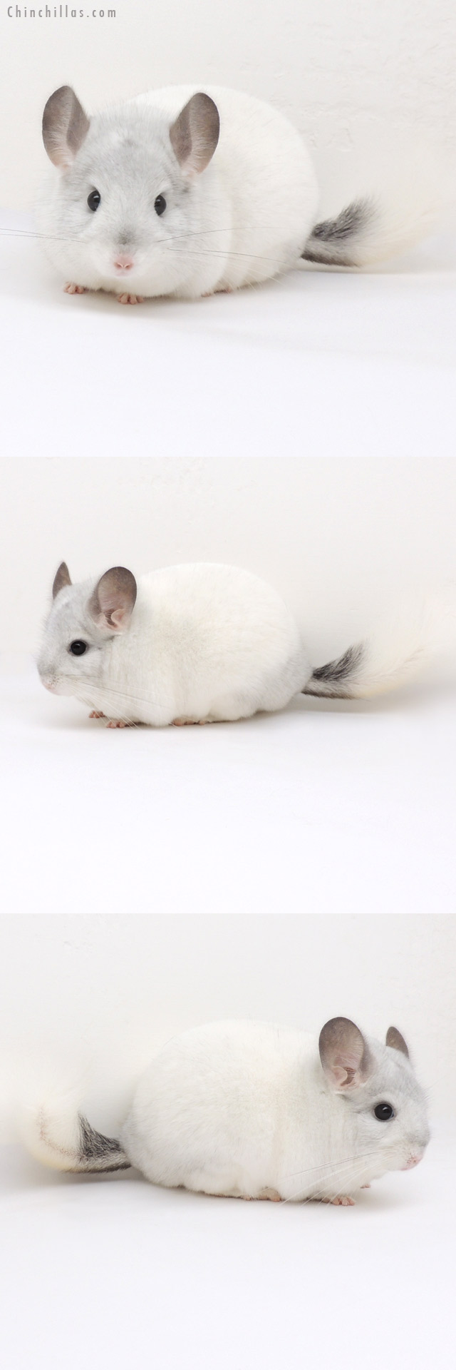 13046 Herd Improvement Quality White Mosaic Male Chinchilla