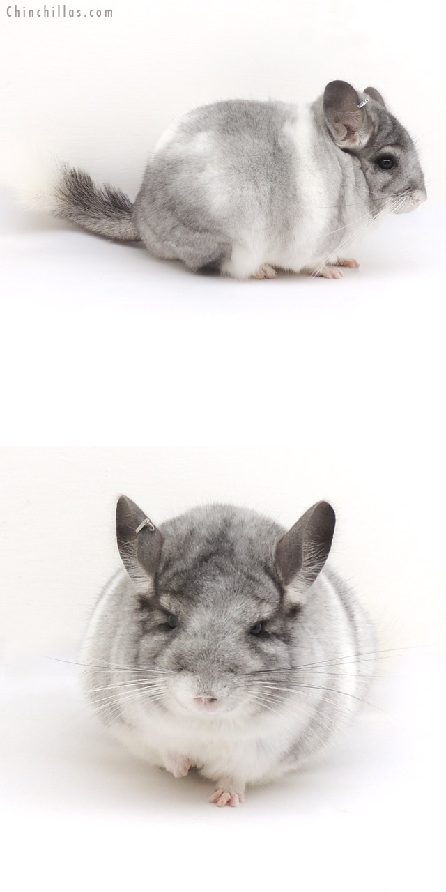 13047 Herd Improvement Quality Silver Mosaic Male Chinchilla