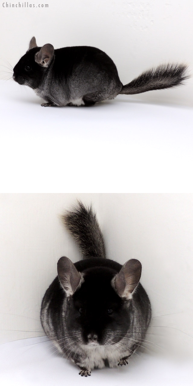 13051 Premium Production Quality Black Velvet ( Violet Carrier ) Female Chinchilla