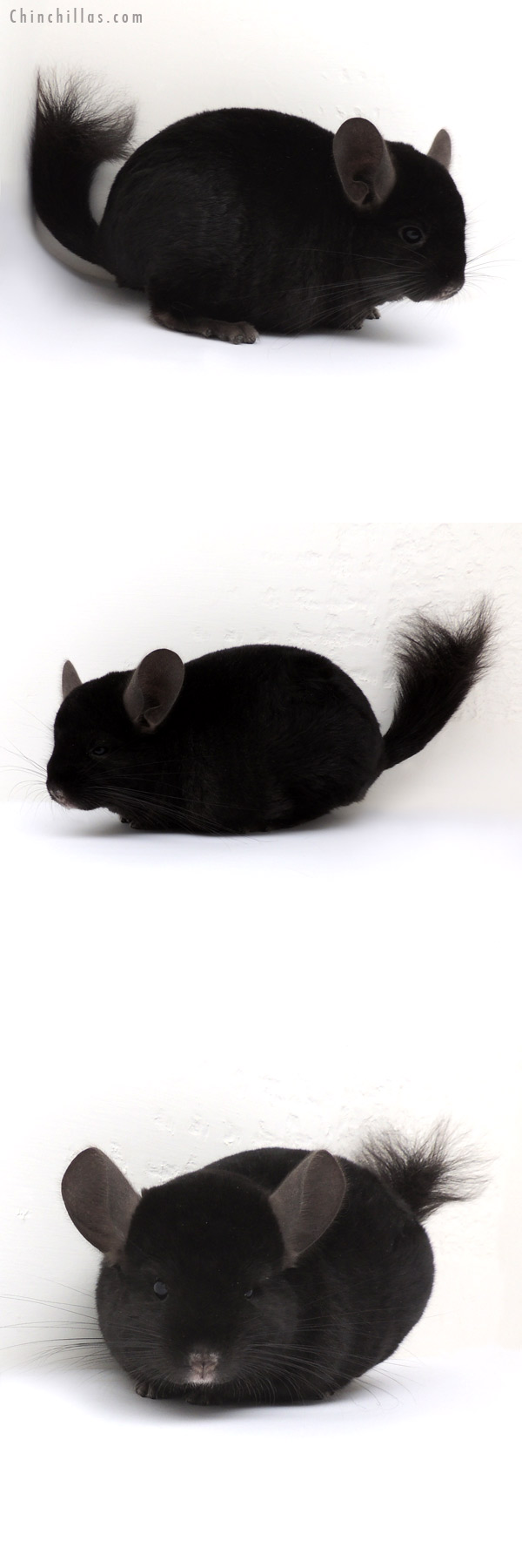 13061 Large Ebony ( Locken Carrier ) Male Chinchilla