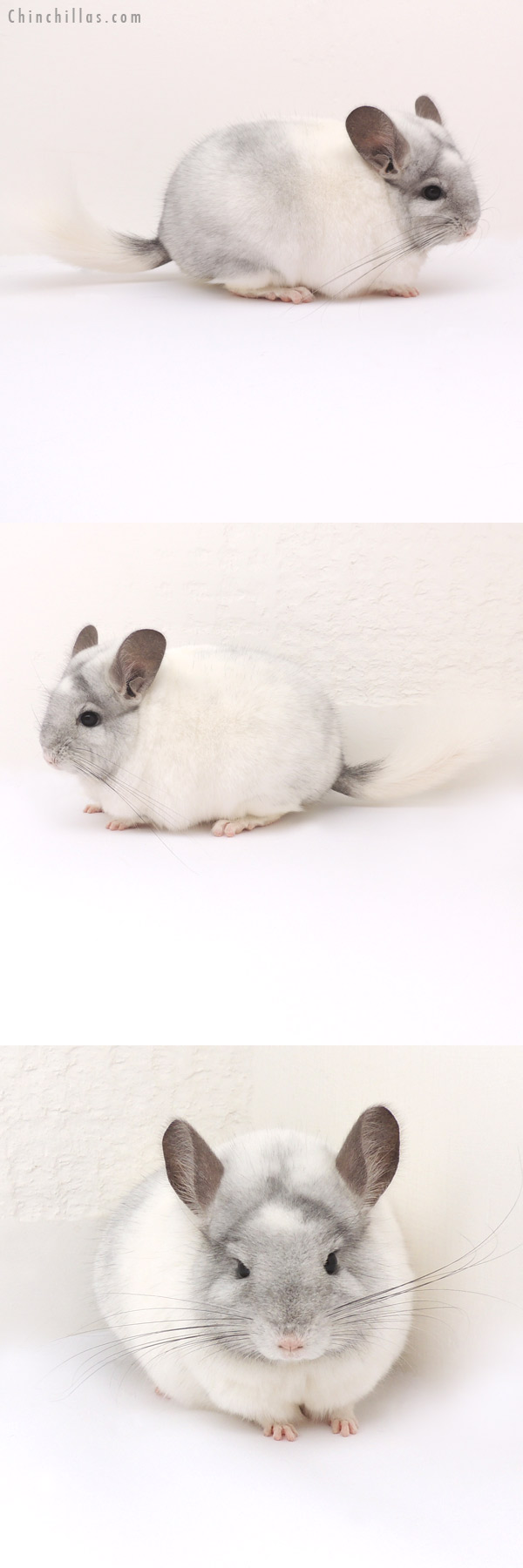 13063 Premium Production Quality White Mosaic ( Sapphire Carrier ) Female Chinchilla