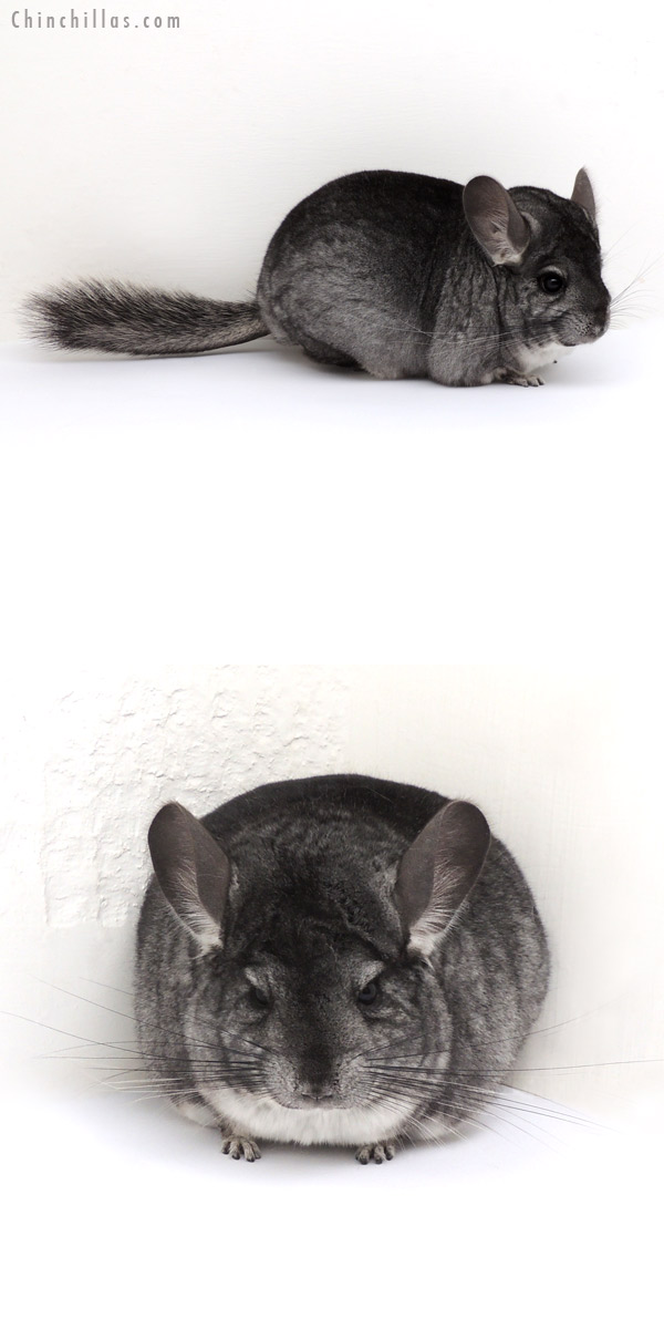 13057 Large Premium Production Quality Standard Female Chinchilla