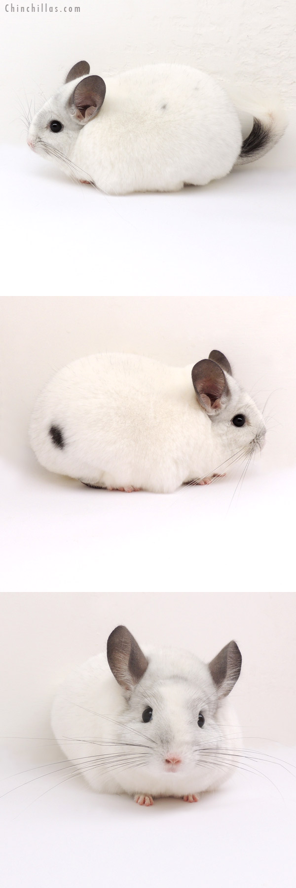 13064 Premium Production Quality White Mosaic Female Chinchilla