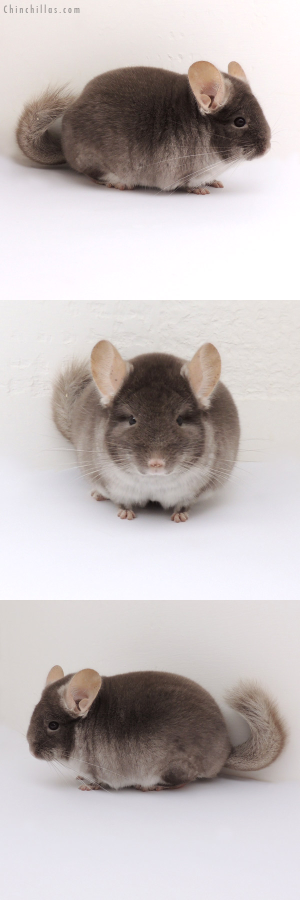 13060 Show Quality TOV Beige / Brown Velvet ( Violet Carrier ) Male Chinchilla