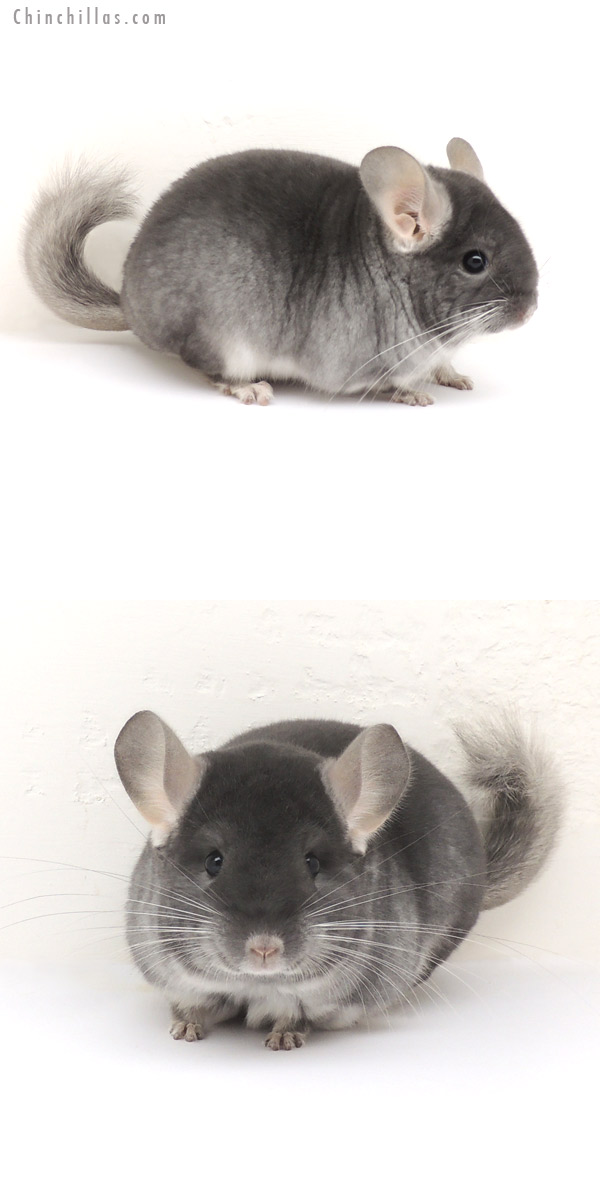 13080 Premium Production Quality TOV Sapphire Female Chinchilla