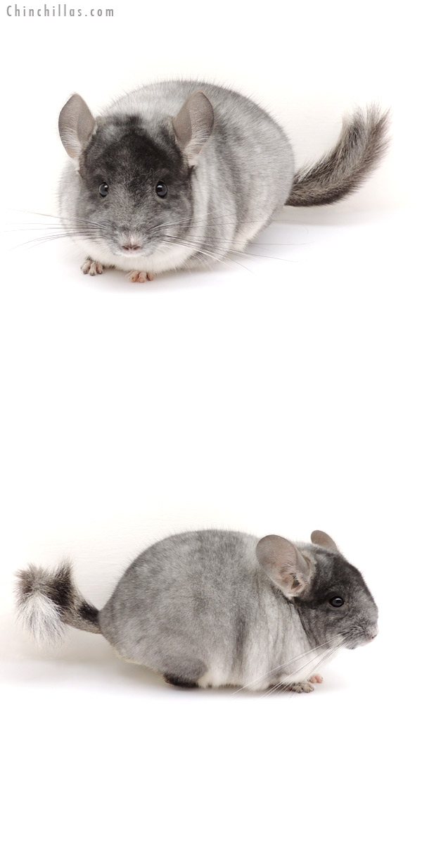 13085 Herd Improvement Quality TOV White Male Chinchilla