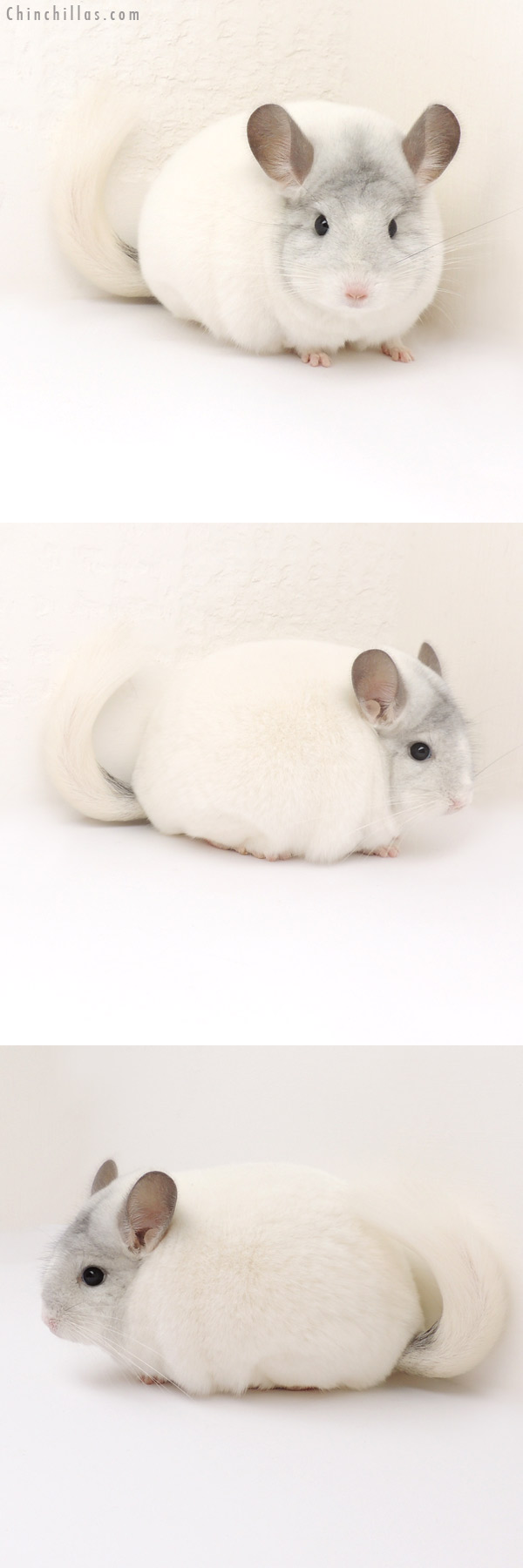 13082 Premium Production Quality White Mosaic Female Chinchilla