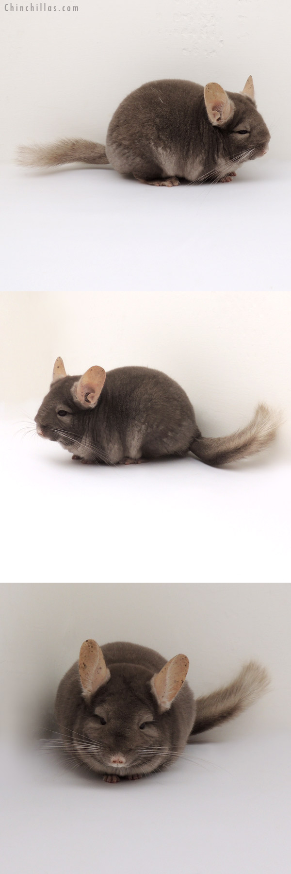 13078 Show Quality Tan ( Violet Carrier ) Female Chinchilla
