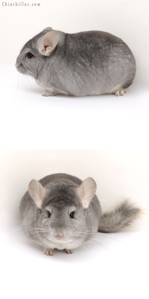 13083 Large, Premium Production Quality Sapphire ( Ebony Carrier ) Male Chinchilla