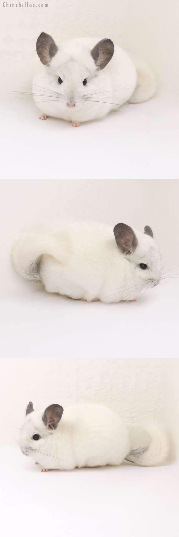 13086 Herd Improvement Quality Predominantly White Male Chinchilla