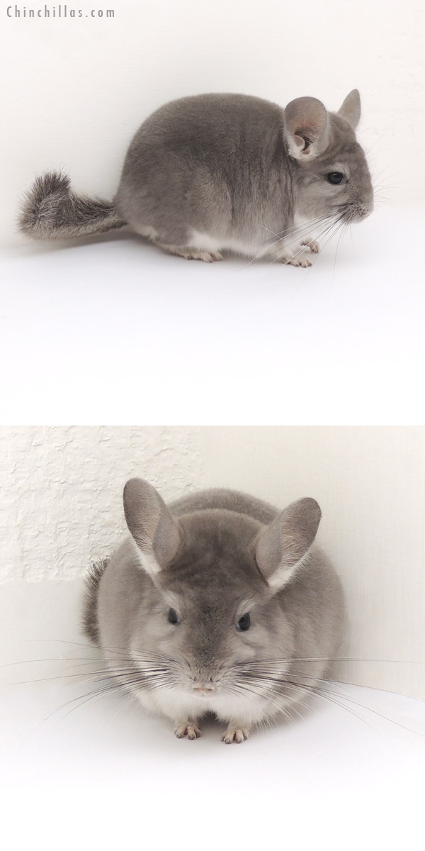 13077 Show Quality Violet Male Chinchilla