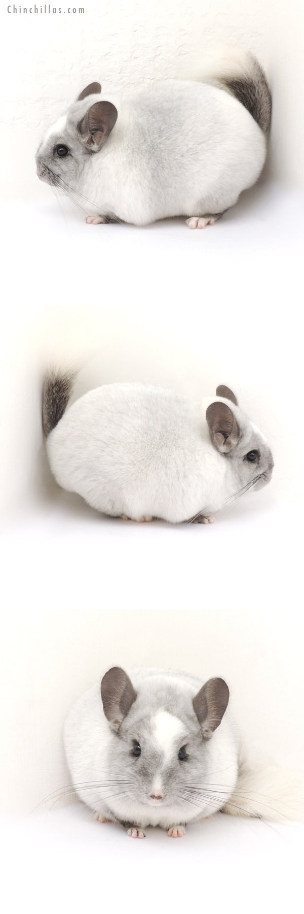 13124 Blocky, Premium Production Quality Ebony & White Mosaic Female Chinchilla