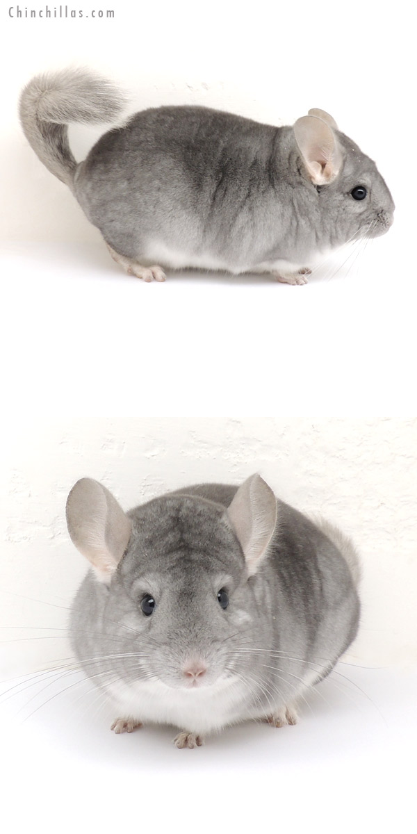 13117 Premium Production Quality Sapphire Female Chinchilla